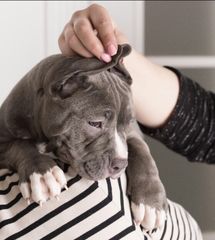 American Bully αμερικανική φοβερίζει-thumb-2