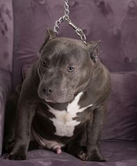 American Bully αμερικανική φοβερίζει-thumb-3