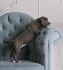 American Bully αμερικανική φοβερίζει-thumb-4