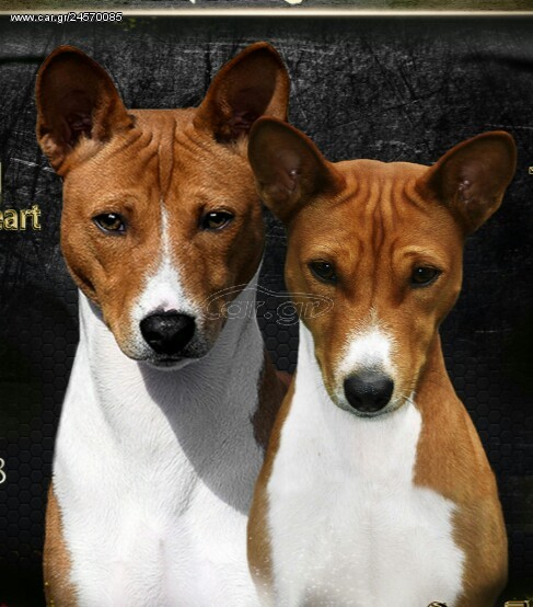 Basenji puppies
