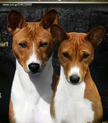 Basenji puppies 