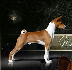 Basenji puppies-thumb-1