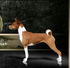Basenji puppies-thumb-2