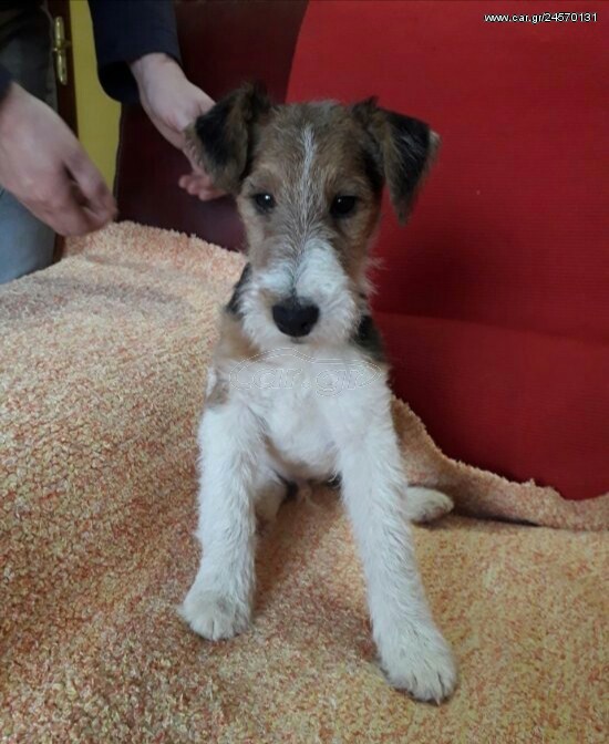 Φοξ Τερριέ Fox Terrier