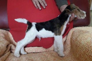 Φοξ Τερριέ Fox Terrier-thumb-1