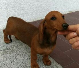Dachshund Sausage dog Ντατσχάουντ-thumb-1