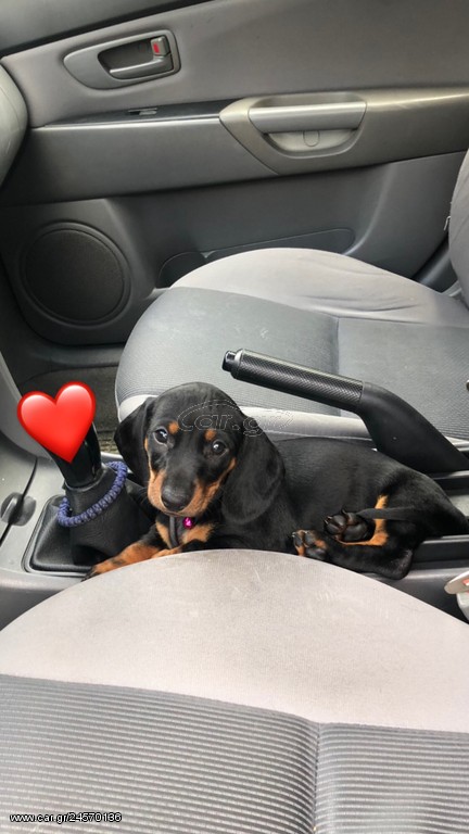 Dachshund Sausage dog Ντατσχάουντ