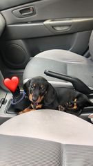 Dachshund Sausage dog Ντατσχάουντ