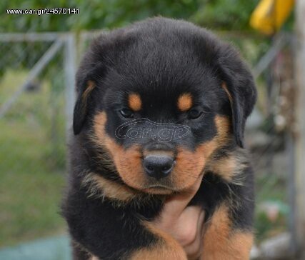 Ροτβάιλερ Rottweiler