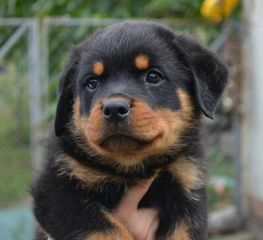 Ροτβάιλερ Rottweiler-thumb-1