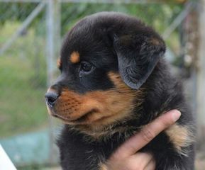Ροτβάιλερ Rottweiler-thumb-2