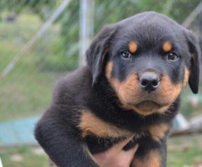 Ροτβάιλερ Rottweiler-thumb-3