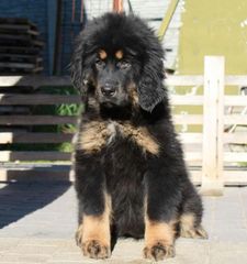 Θιβετιανό Μαστίφ Tibetan Mastiff-thumb-1