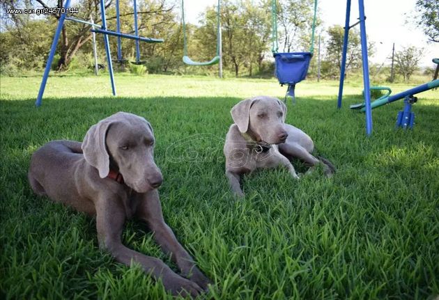 Βάιμαρ Weimaraner