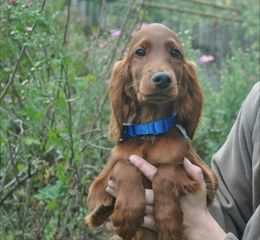 Irish Setter ιρλανδός setter