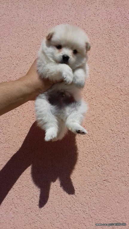 German Spitz γερμανικό σπίτς