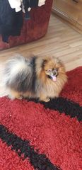 German Spitz γερμανικό σπίτς-thumb-1