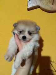 German Spitz γερμανικό σπίτς-thumb-2