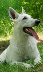 White Swiss Shepherd ΓΕΡΜΑΝΙΚΟΣ ΠΟΙΜΕΝΙΚΟΣ