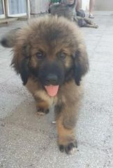 Ποιμενικός Καυκάσου (σκύλος) Caucasian Shepherd Dog-thumb-1