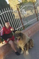 Ποιμενικός Καυκάσου (σκύλος) Caucasian Shepherd Dog-thumb-2