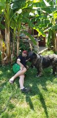 Ποιμενικός Καυκάσου (σκύλος) Caucasian Shepherd Dog-thumb-3