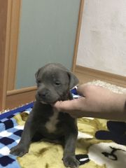 Πιτ Μπουλ ΜΠΛΕ Pit bull blue-thumb-1
