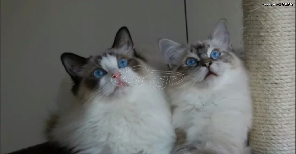Ragdoll cat