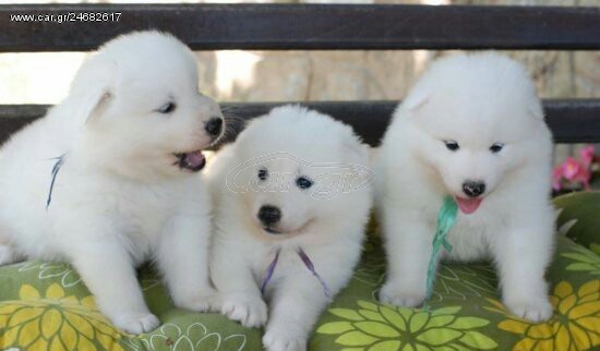 Samoyed Σαμογιέντ
