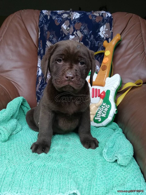 Λαμπραντόρ Ριτρίβερ σοκολάτα Labrador Retriever