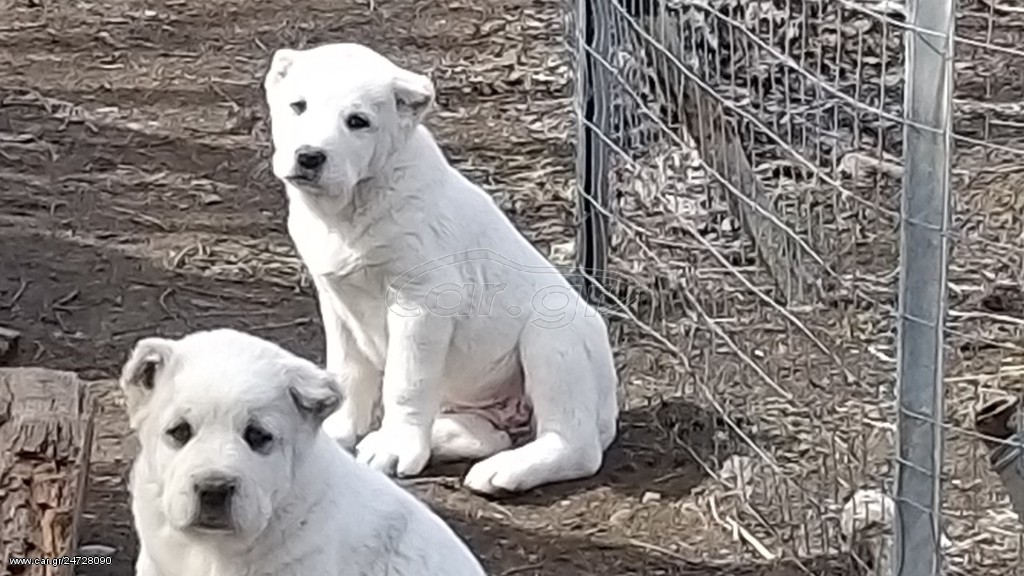 Ποιμενικός Κεντρικής Ασίας Central Asian Shepherd