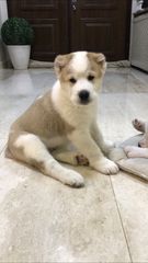 Ποιμενικός Κεντρικής Ασίας Central Asian Shepherd-thumb-2
