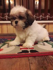 Shih Tzu puppies ΣΙΧ ΤΣΟΥ ΣΚΥΛΟΣ-thumb-1