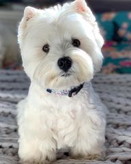 Γουέστ Χαίλαντ τερριέ-West Highland terrier-thumb-3