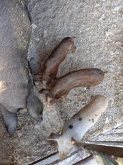 Γουρουνάκια