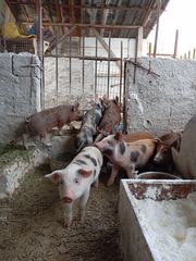 Διατίθονται γουρουνάκια αποκομμένα