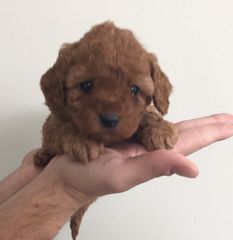 Κανισάκια μίνι Βερικοκι Poodle mini-thumb-10