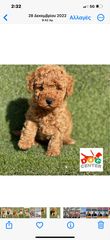 Κανισάκια μίνι Βερικοκι Poodle mini-thumb-18