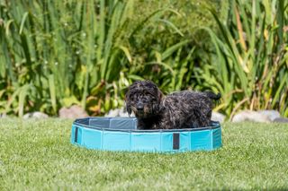 Πισίνα Σκύλου Trixie Dog Pool, Διαστάσεων: ø80x20 cm