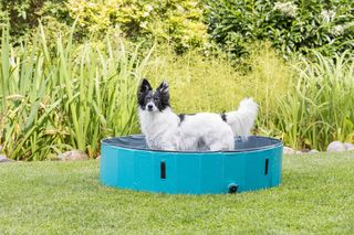 Πισίνα Σκύλου Trixie Dog Pool, Διαστάσεων:ø120x30cm