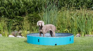 Πισίνα Σκύλου Trixie Dog Pool, Διαστάσεων: ø160x30 cm