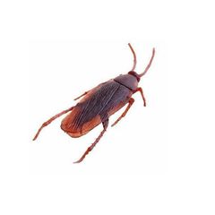 Ψεύτικη Κατσαρίδα Fake Cockroach-thumb-1