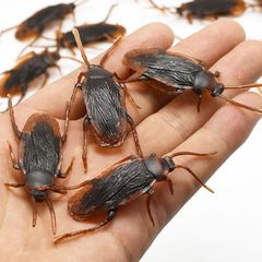 Ψεύτικη Κατσαρίδα Fake Cockroach-thumb-2