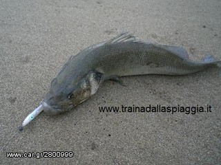 Ανταλλακτικά-Αξεσουάρ 2015 3 Rapala Raglou Silicone lure-thumb-17