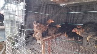 ΠΟΥΛΙΑ ΜΠΡΑΧΜΑ ΑΠΟ ΕΞΑΙΡΕΤΙΚΟΥΣ ΓΕΝΝΗΤΟΡΕΣ