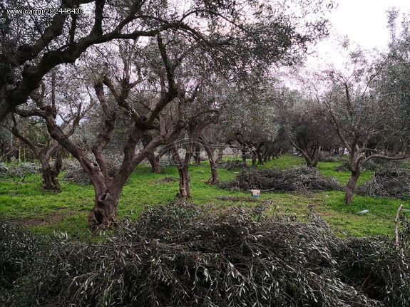 Ελαιόδενδρα 45 ετών