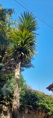 ΦΥΤΑ 2  σε  γλαστρα Yucca gigantea – Γιούκα γίγας ΣΤΑ  9 ΜΕΤΡΑ ΚΟΝΤΑ ΥΨΟς   αν θέλετε δώστε όλες τις αγγελίες μου .πατήστε κάτω από το όνομά μου όλες αγγελίες..ευχαριστώ για τον χρόνο σας