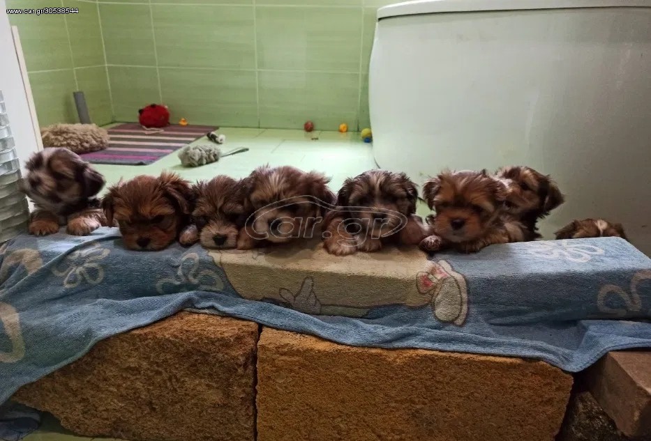 Lhasa Apso 