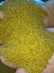 Πωλείται φετινός τριφυλλόσπορος 2024 τριορισμένος