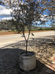 Γλάστρες τσιμεντένιες διάφορες παρτίδα-thumb-17